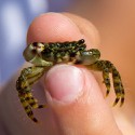 100 Pics Baby Animals Answers Level 26