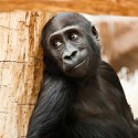 100 Pics Baby Animals Answers Level 27