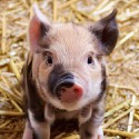100 Pics Baby Animals Answers Level 29
