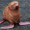 100 Pics Baby Animals Answers Level 30