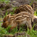 100 Pics Baby Animals Answers Level 31