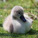 100 Pics Baby Animals Answers Level 32