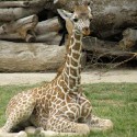 100 Pics Baby Animals Answers Level 33