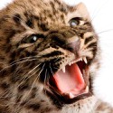 100 Pics Baby Animals Answers Level 34