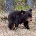 100 Pics Baby Animals Answers Level 36