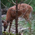 100 Pics Baby Animals Answers Level 37
