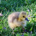 100 Pics Baby Animals Answers Level 38