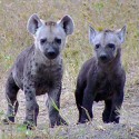 100 Pics Baby Animals Answers Level 39
