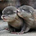 100 Pics Baby Animals Answers Level 40