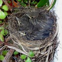 100 Pics Baby Animals Answers Level 41