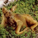 100 Pics Baby Animals Answers Level 44