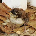 100 Pics Baby Animals Answers Level 45