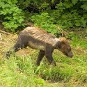 100 Pics Baby Animals Answers Level 47