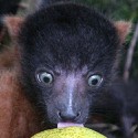 100 Pics Baby Animals Answers Level 49