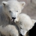 100 Pics Baby Animals Answers Level 50