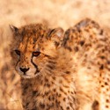 100 Pics Baby Animals Answers Level 52