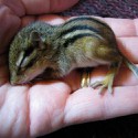 100 Pics Baby Animals Answers Level 53