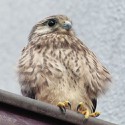 100 Pics Baby Animals Answers Level 54