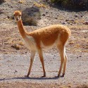 100 Pics Baby Animals Answers Level 55