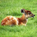 100 Pics Baby Animals Answers Level 56