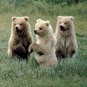 100 Pics Baby Animals Answers Level 57