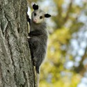 100 Pics Baby Animals Answers Level 59