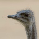 100 Pics Baby Animals Answers Level 60