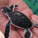 100 Pics Baby Animals Answers Level 64