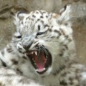 100 Pics Baby Animals Answers Level 65