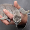 100 Pics Baby Animals Answers Level 69