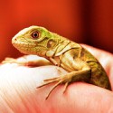 100 Pics Baby Animals Answers Level 73