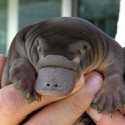 100 Pics Baby Animals Answers Level 74