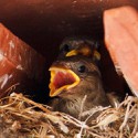 100 Pics Baby Animals Answers Level 75