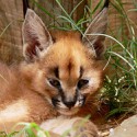 100 Pics Baby Animals Answers Level 76