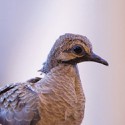 100 Pics Baby Animals Answers Level 79