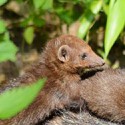 100 Pics Baby Animals Answers Level 80