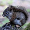 100 Pics Baby Animals Answers Level 82