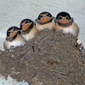 100 Pics Baby Animals Answers Level 84