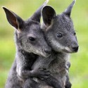100 Pics Baby Animals Answers Level 85