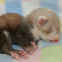 100 Pics Baby Animals Answers Level 86