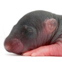 100 Pics Baby Animals Answers Level 87