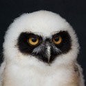 100 Pics Baby Animals Answers Level 89