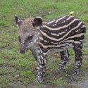 100 Pics Baby Animals Answers Level 90