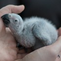 100 Pics Baby Animals Answers Level 91