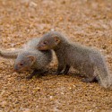 100 Pics Baby Animals Answers Level 94