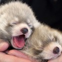 100 Pics Baby Animals Answers Level 95