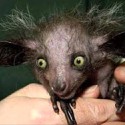 100 Pics Baby Animals Answers Level 96