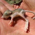 100 Pics Baby Animals Answers Level 97