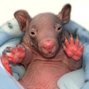 100 Pics Baby Animals Answers Level 100
