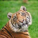 100 Pics Cats Answers Level 4